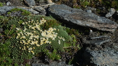 Kelleria croizatii