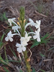 Chascanum hederaceum