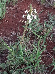 Chascanum hederaceum
