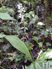 Calanthe calanthoides