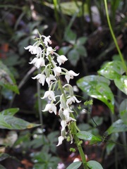 Calanthe calanthoides