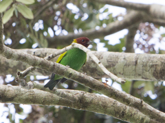 Tangara gyrola toddi