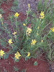 Crotalaria magaliesbergensis