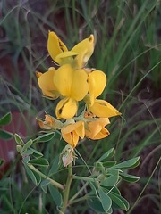 Crotalaria magaliesbergensis