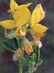 Crotalaria magaliesbergensis