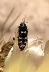 Acmaeodera alicia