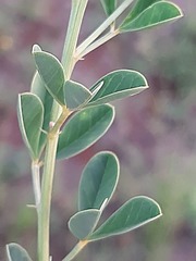 Crotalaria magaliesbergensis