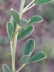 Crotalaria magaliesbergensis