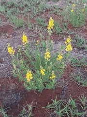 Crotalaria magaliesbergensis
