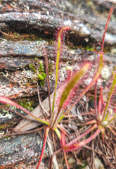 Drosera villosa