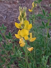 Crotalaria magaliesbergensis