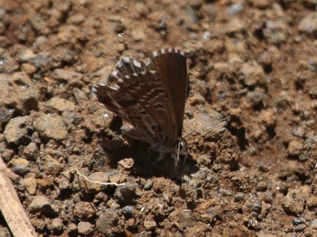 Euchrysops crawshayi