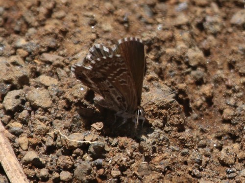 Euchrysops crawshayi