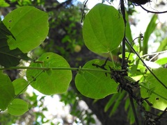 Passiflora membranacea