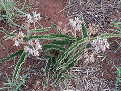 Asclepias meliodora