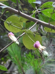 Passiflora membranacea