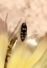 Acmaeodera alicia