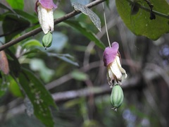 Passiflora membranacea