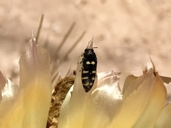 Acmaeodera alicia