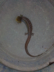 Gerrhonotus liocephalus