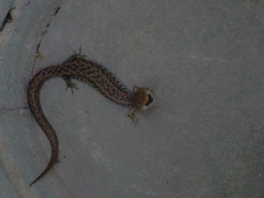 Gerrhonotus liocephalus