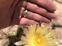 Acmaeodera alicia