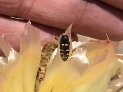 Acmaeodera alicia