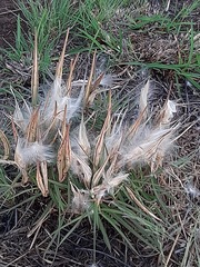 Stenostelma umbelluliferum