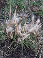 Stenostelma umbelluliferum