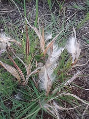 Stenostelma umbelluliferum