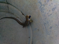 Gerrhonotus liocephalus