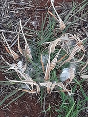 Stenostelma umbelluliferum