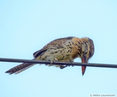 Nystalus maculatus