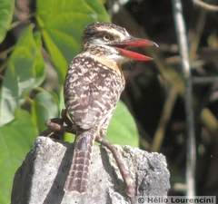 Nystalus maculatus