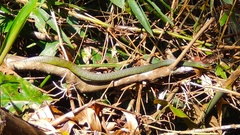 Chironius bicarinatus