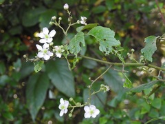 Rubus sapidus