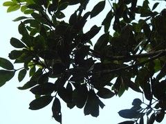 Zanthoxylum melanostictum