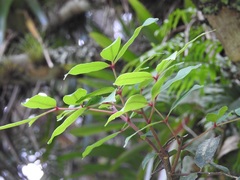 Zanthoxylum melanostictum