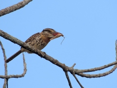 Nystalus maculatus