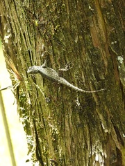 Sceloporus taeniocnemis