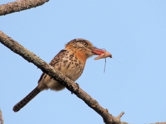 Nystalus maculatus