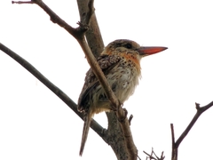 Nystalus maculatus