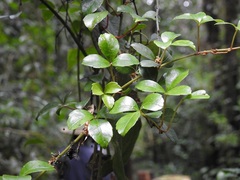 Cissus trianae