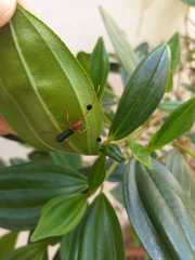 Cerambycinae