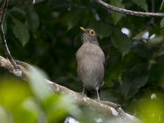 Turdus nudigenis
