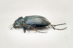 Calosoma angulatum