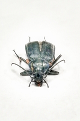 Calosoma angulatum