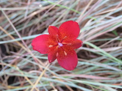 Calochortus occidentalis