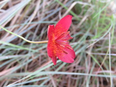 Calochortus occidentalis