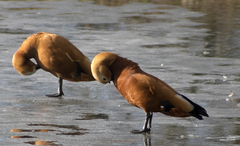 Tadorna ferruginea